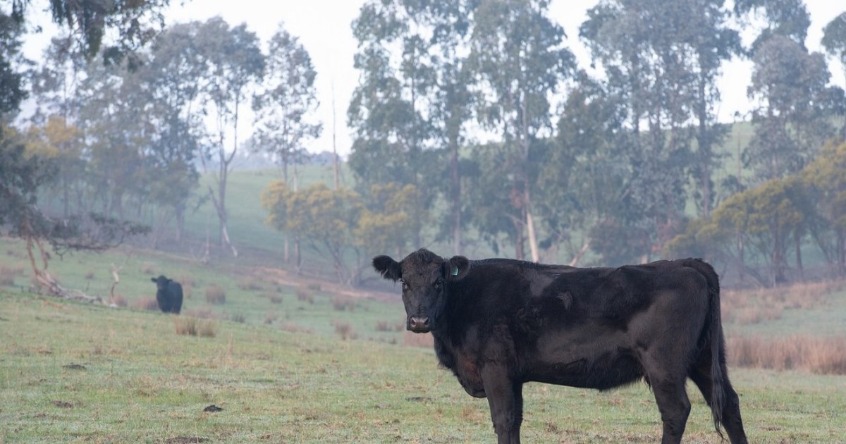 Zeci de vaci Black Angus furate în Neamț. Poliția a deschis anchetă
