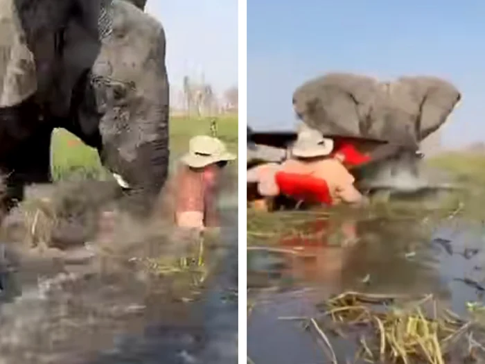 Două cupluri de turiști au fost atacați de elefanți în Botswana/FOTO: Captură video