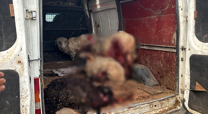 Anul trecut, un alt crescător din aceeași zonă a pierdut 15 oi într-un atac. FOTO: Vremea Nouă