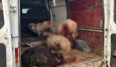 Scene crâncene pe un câmp de lângă Vaslui. Aproape 20 de oi, sfâșiate de o haită de câini fără stăpân