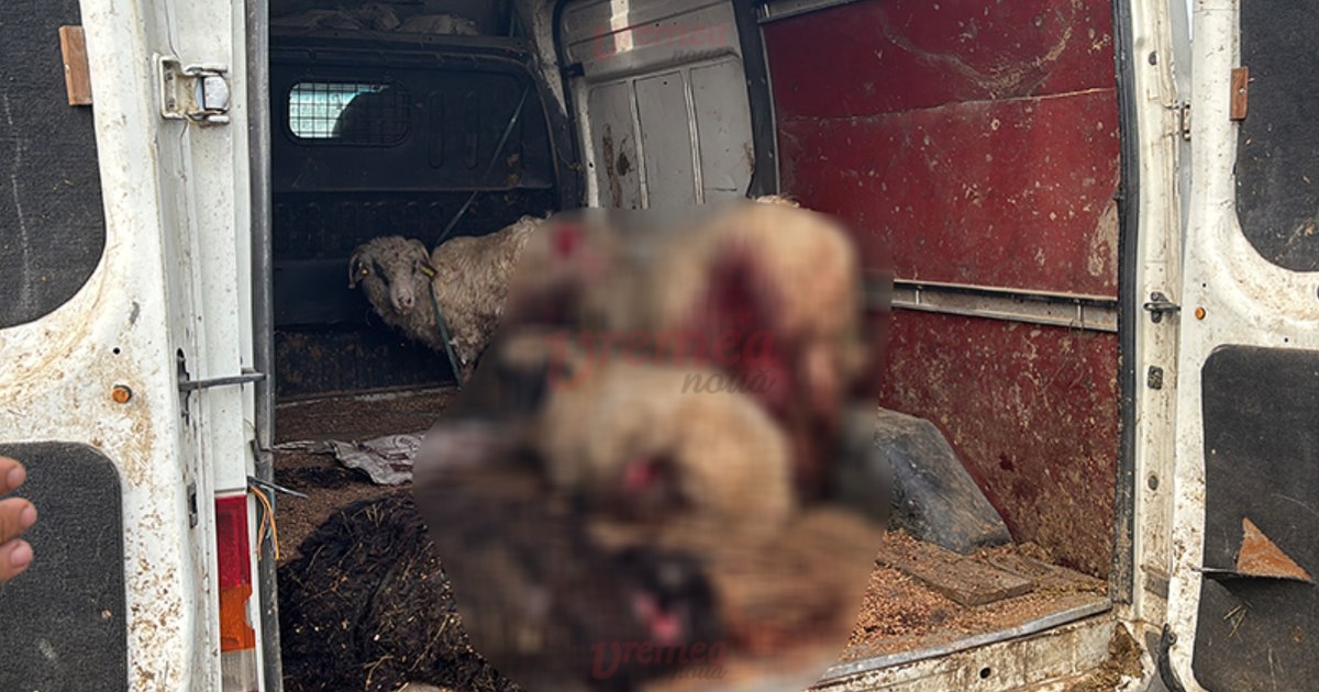 Scene crâncene pe un câmp de lângă Vaslui. Aproape 20 de oi, sfâșiate de o haită de câini fără stăpân