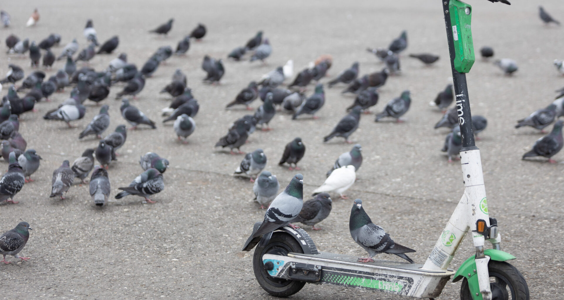 un băiat de 13 ani a murit după un accident cu trotineta electrică