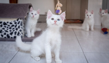 Pisicile modifică chimic creierul proprietarilor prin eliberarea oxitocinei