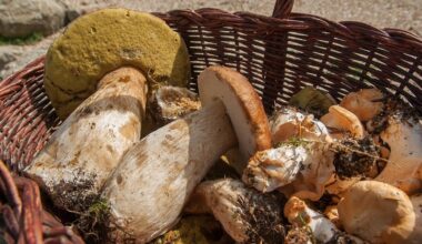 Bărbat din Cluj, rănit în urma unei altercaţii la un loc de cules ciuperci. El a fost lovit în cap, pe motiv că a reproşat altor persoane că nu sunt din zonă / Agresorul a fost reținut