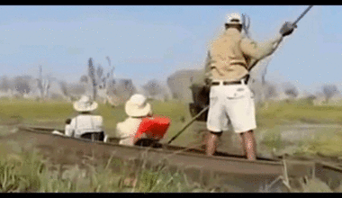 Clipe de groază pentru două cupluri de turiști în Africa: un elefant s-a năpustit asupra bărcilor, lovind o femeie