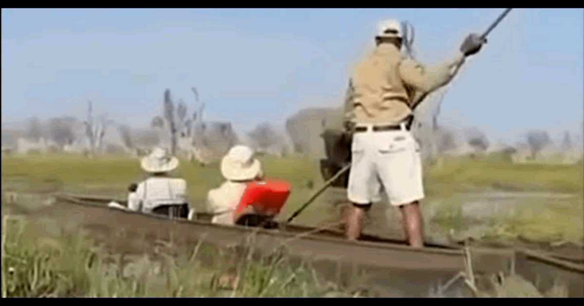 Clipe de groază pentru două cupluri de turiști în Africa: un elefant s-a năpustit asupra bărcilor, lovind o femeie