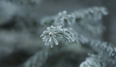 Temperaturi minime sub zero grade Celsius spre finalul săptămânii