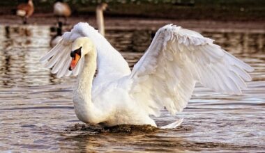 Migranții legali est-europeni, acuzați de reformistul Nigel Farage că mănâncă lebedele din parcurile londoneze. Reacția autorităților