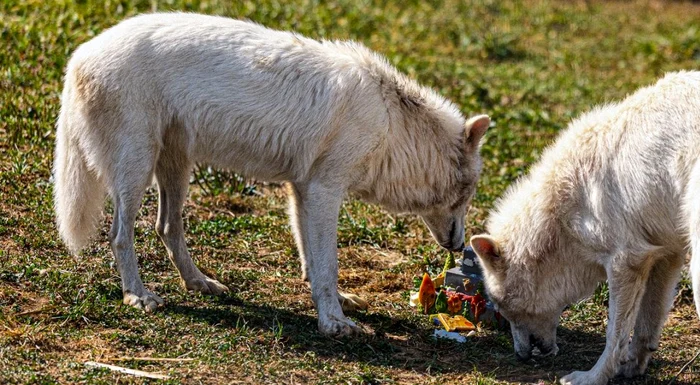 Romulus și Remus au împlinit un an FOTO: X