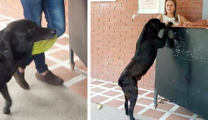 Gestul genial al cățelului Negro FOTO: X