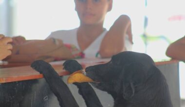 Cățelul care a uimit lumea: de ce venea la magazin cu o frunză în gură. Vânzătoarea, impresionată de gest, i-a acceptat „plata”