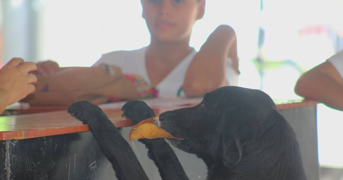 Cățelul care a uimit lumea: de ce venea la magazin cu o frunză în gură. Vânzătoarea, impresionată de gest, i-a acceptat „plata”