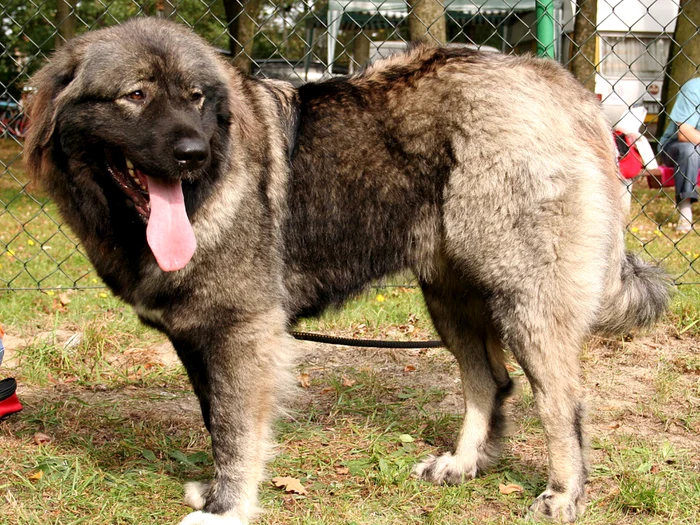 Ciobănesc caucazian/FOTO: Wikipedia/Pleple2000