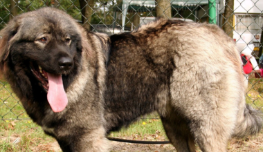 Rasele de câini interzise ciobanilor din Miercurea Ciuc: „Sunt extrem de agresive”