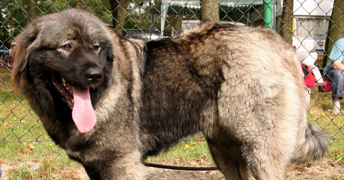 Rasele de câini interzise ciobanilor din Miercurea Ciuc: „Sunt extrem de agresive”