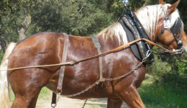 Hoți de cai la nivel european. Mai mulți români puseseră la punct o rețea prin care traficau cai de tracțiune Comtois furați din Franța. Un exemplar costă 5.500 de euro