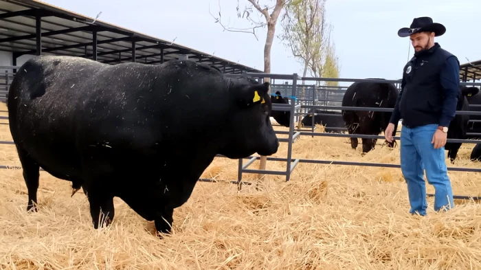 Vitele lui Nețoiu impresionează prin gabarit FOTO Andrei David / Fanatik