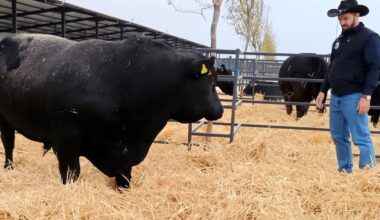 Gigi Nețoiu și-a inaugurat ferma cu vaci de peste 500 de kilograme. Omul de afaceri a făcut cinste cu must, gogoși și scovergi