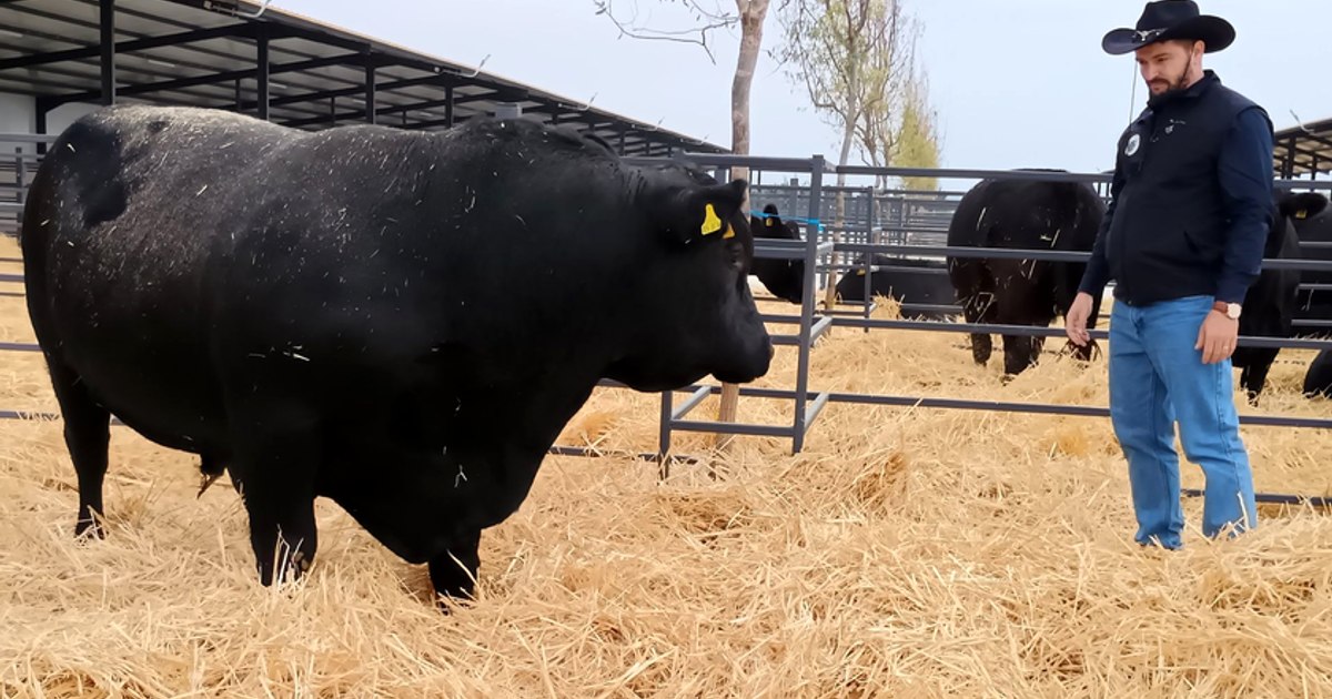 Gigi Nețoiu și-a inaugurat ferma cu vaci de peste 500 de kilograme. Omul de afaceri a făcut cinste cu must, gogoși și scovergi