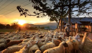 Criză de forță de muncă în Spania: guvernul angajează străini pentru o meserie evitată de localnici