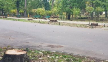 Stejarii de la intrarea în Herăstrău au fost tăiați