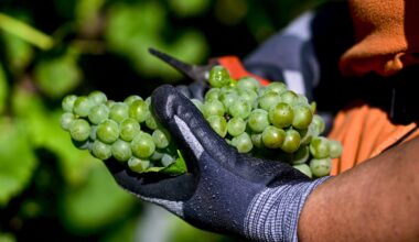 Podgoriile sunt recoltate noaptea, pentru ca muncitorii să beneficieze de răcoare