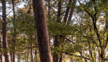 Dacia a produs „mașina de mâine”. Brandul românesc, competitor pentru mașinile electrice din China » Ce alte modele au primit îmbunătățiri