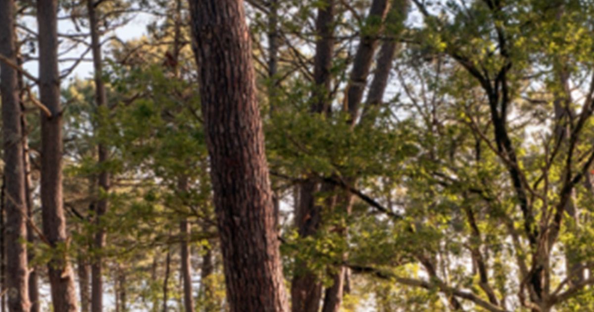 Dacia a produs „mașina de mâine”. Brandul românesc, competitor pentru mașinile electrice din China » Ce alte modele au primit îmbunătățiri