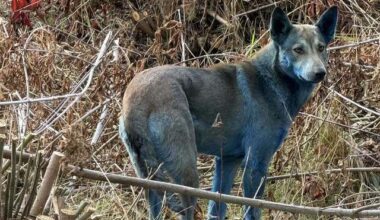 Câini cu blană albastră observaţi la Cernobîl. Specialiştii exclud efectul radiaţiilor şi explică ce s-ar putea să se fi întâmplat