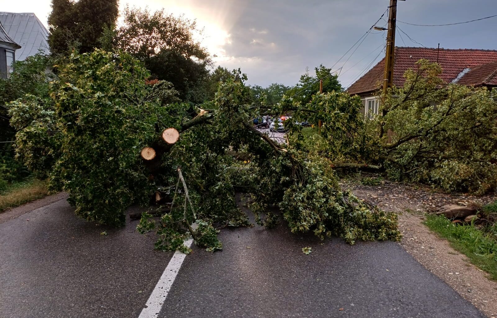 copaci pe carosabil, copaci cazuti