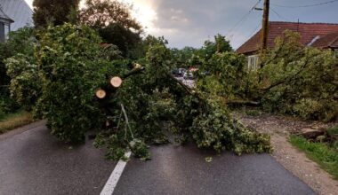 copaci pe carosabil, copaci cazuti