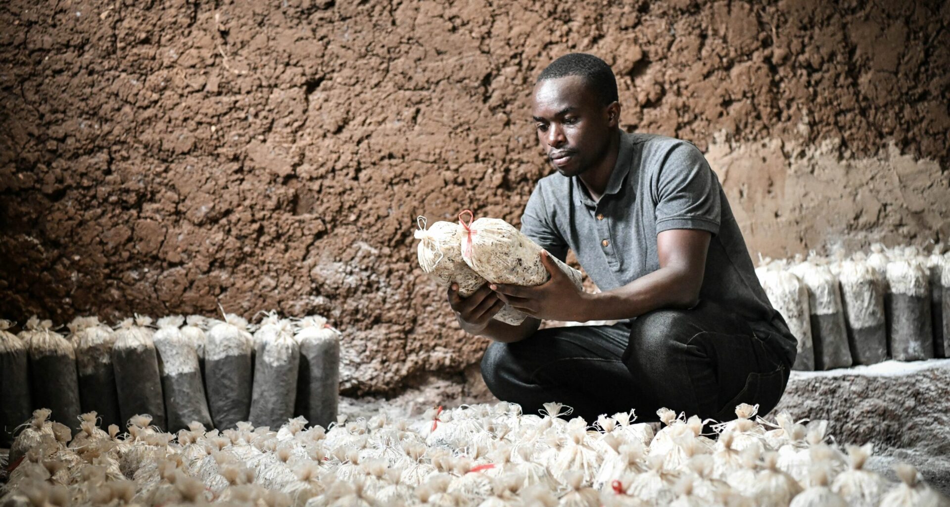 Ciupercile creează materiale de construcție mai rezistente decât cărămida și mortarul. O fermă din Kenya oferă speranțe pentru construcții durabile