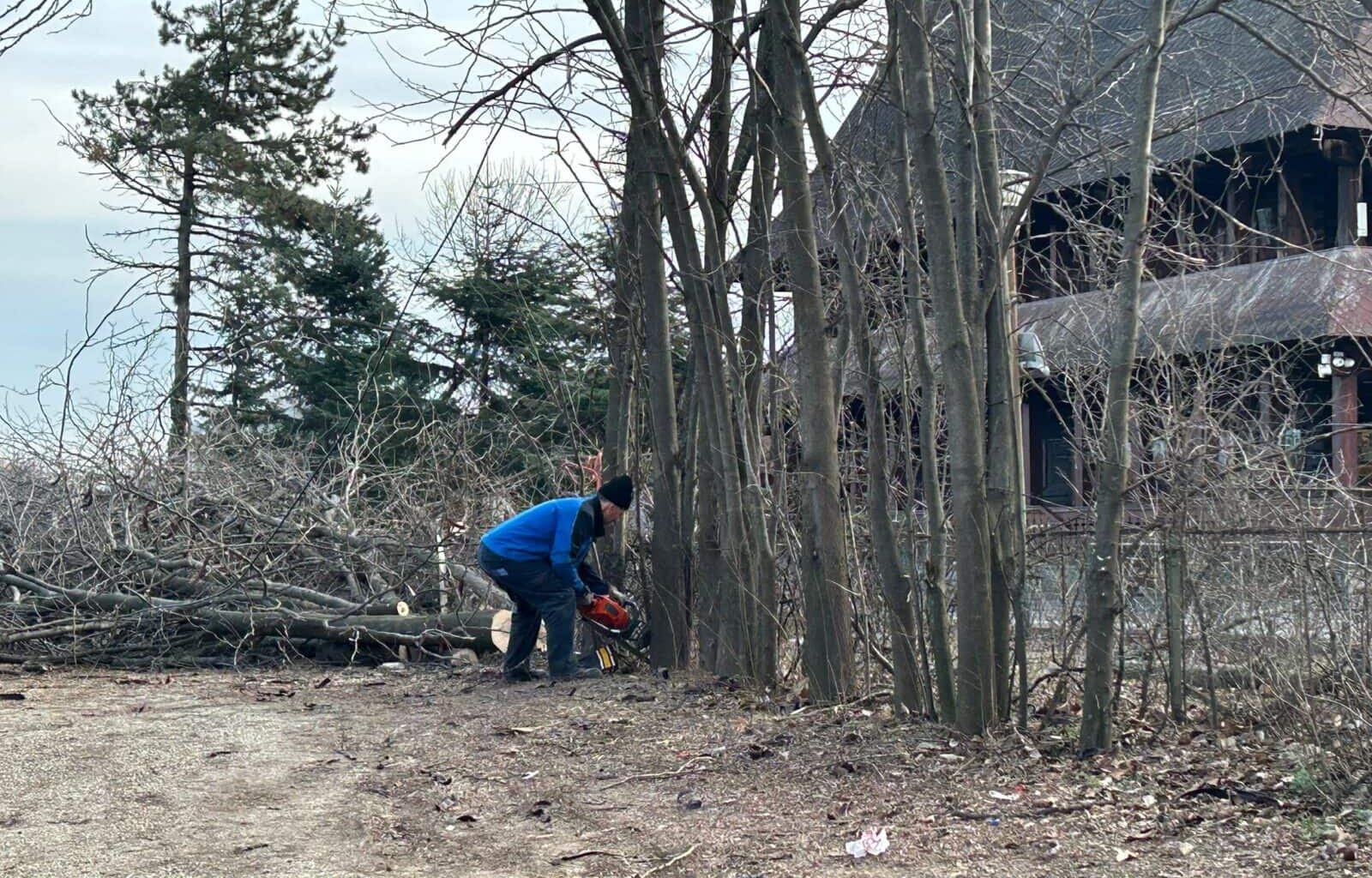 „Partidul lui Piedone” a propus amenzi mai mici pentru firmele care defrișează ilegal. Consilierii generali au fost de acord. Primăriile au liber la „toaletare” pe timpul iernii. Foto: Arhivă via Cătălin Anghel-Dimache