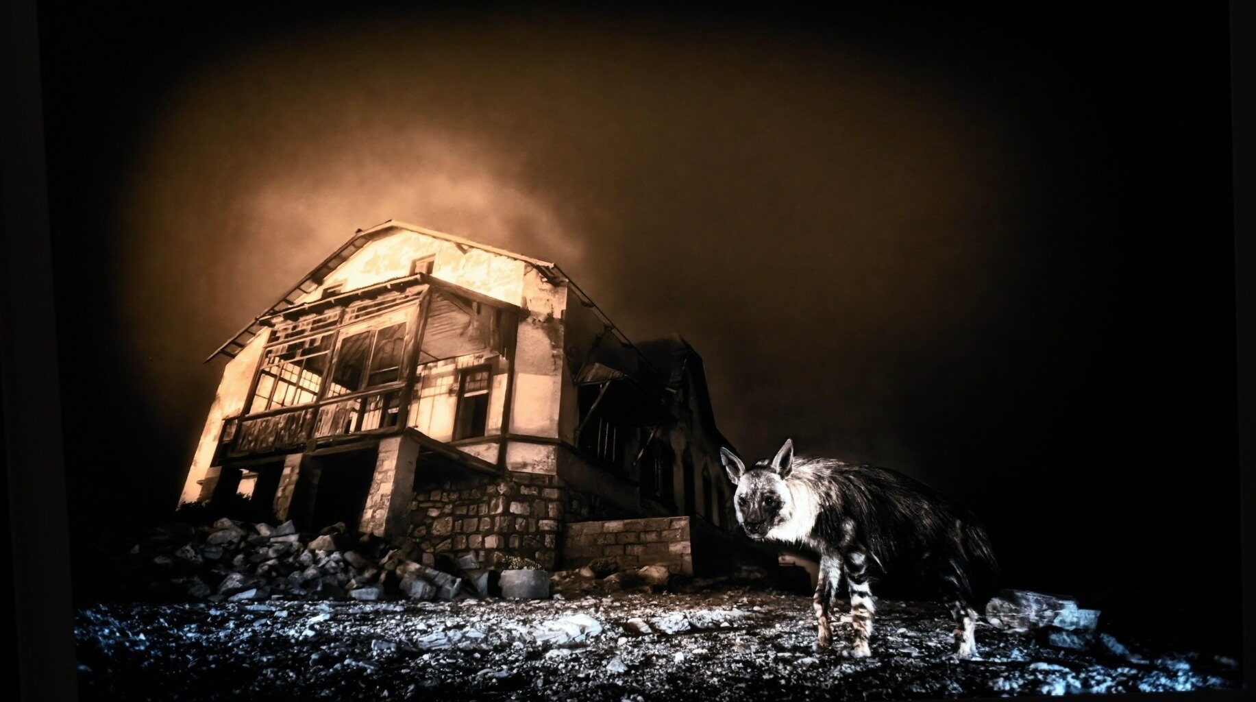 efortul de 10 ani de a fotografia hiena rară care bântuie un oraș fantomă minier de diamante (Reportaj BBC)