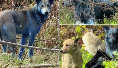 Apariție misterioasă la Cernobîl: câini cu blană albastră rătăcesc prin zona de excludere