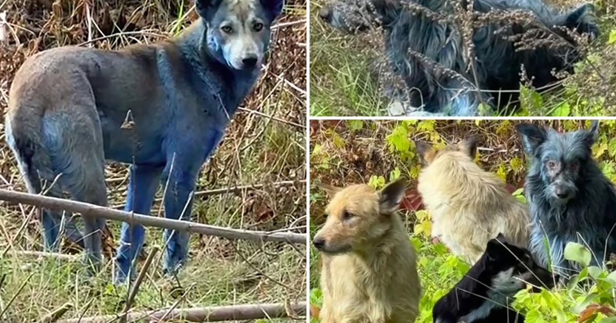 Apariție misterioasă la Cernobîl: câini cu blană albastră rătăcesc prin zona de excludere