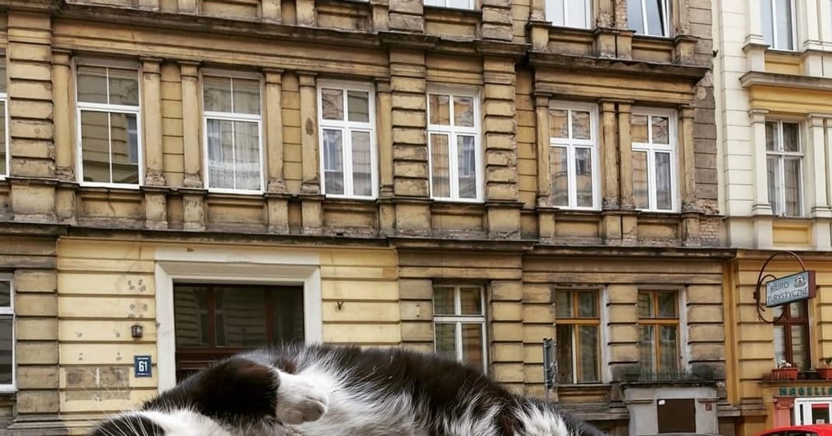 Un motan a devenit principala atracție turistică a unui oraș polonez. "A meritat să călătoresc trei ore pentru a mă simți ignorat de el”