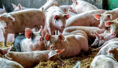 Cât plătești pe porc și cât rămâne după tăiere. Adevărul despre greutatea în viu și cea netă