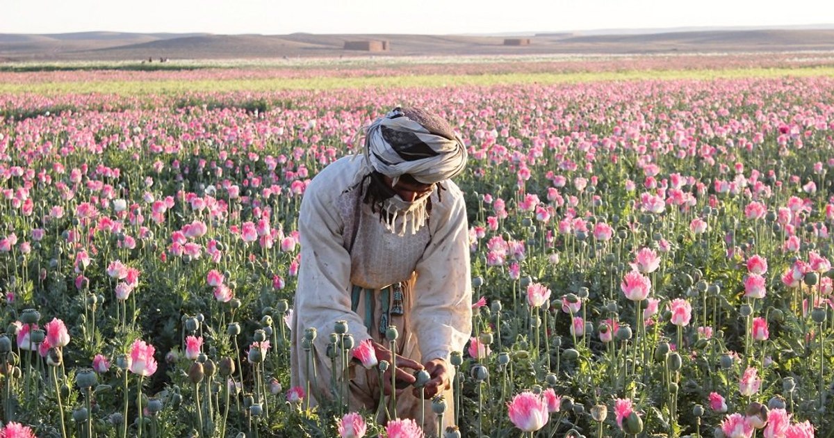 Operațiunea secretă prin care CIA a sabotat producția de opiu din Afganistan
