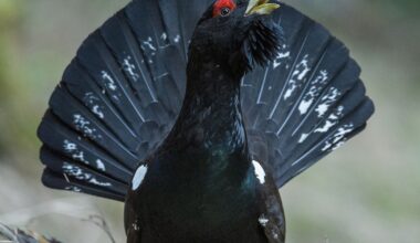 Vulturul sur, o specie dispărută din fauna României de peste o jumătate de secol, revine în Munții Făgăraș: „Natura își ia înapoi șansa”