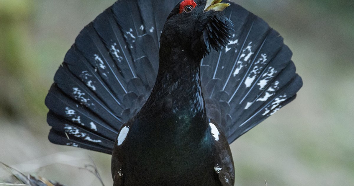 Vulturul sur, o specie dispărută din fauna României de peste o jumătate de secol, revine în Munții Făgăraș: „Natura își ia înapoi șansa”