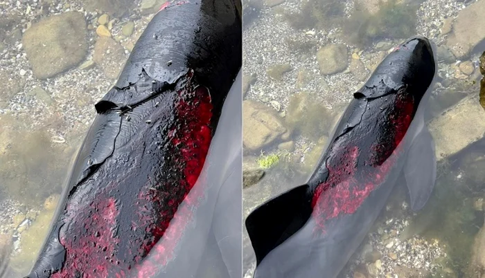 Delfini arși în Marea Neagră/FOTO:X