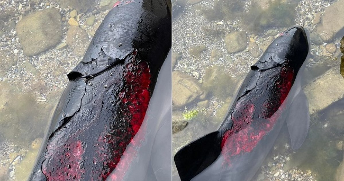 Cum distruge războiul lui Putin delfinii din Marea Neagră