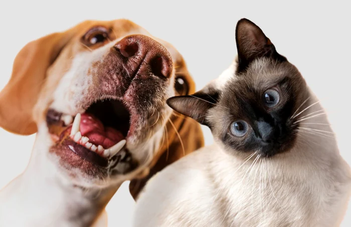 Alte țări europene au adoptat deja modificări legislative similare. FOTO: Freepik