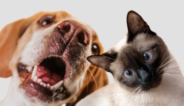 Ce este „decalogul animalelor” pe care organizația Humane World for Animals îl vrea implementat în România