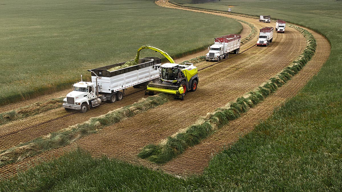 Un nou tocător de furaje Claas cu un motor V12 diesel imens a marcat un record mondial la randamentul strângerii roadei, cu 30 de camioane alături | PiataAuto.md