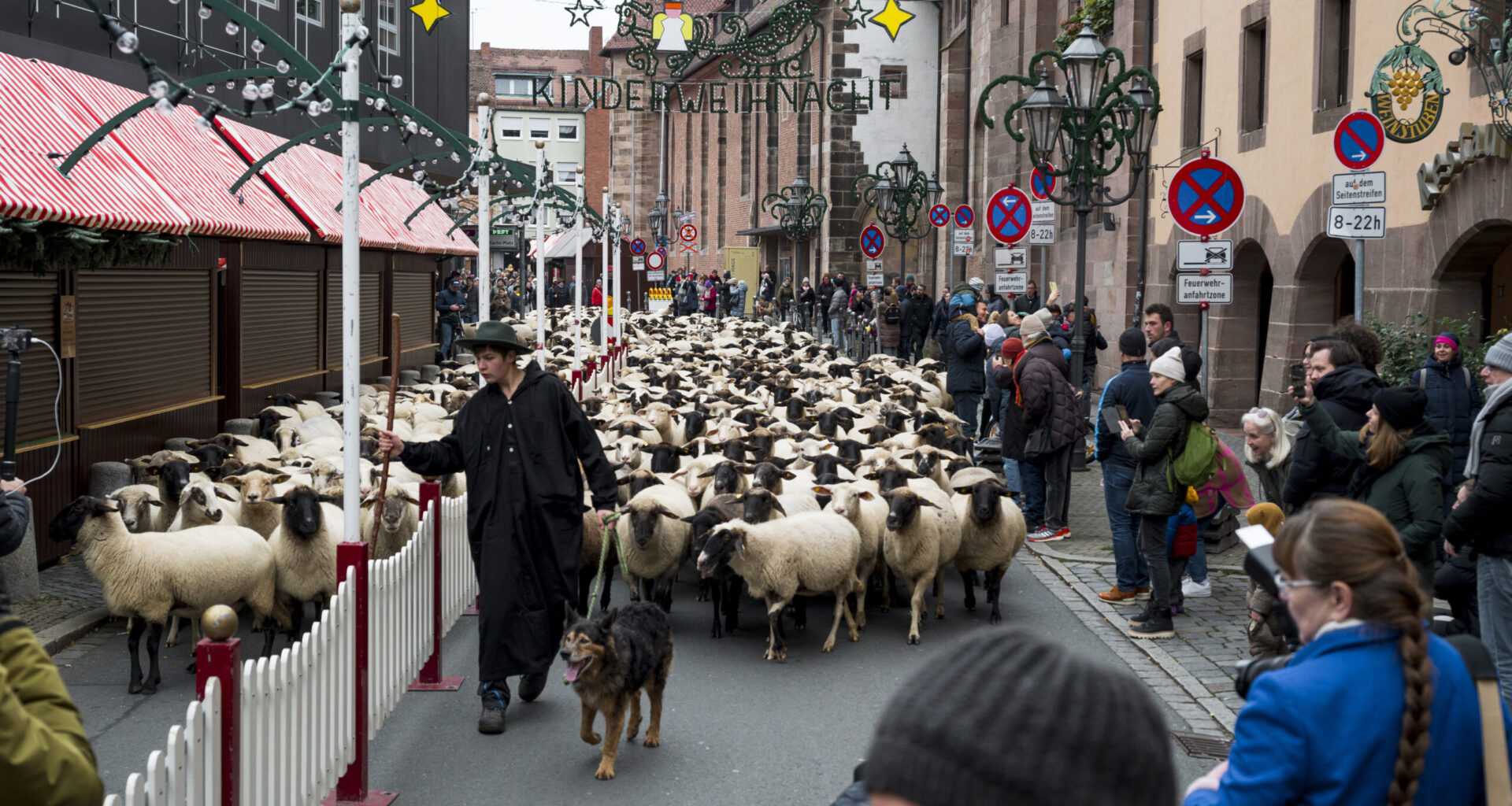 Eveniment inedit în Germania. Sute de oi trec prin centrul orașului în drumul spre locurile de iernat