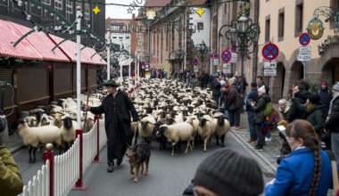 Eveniment inedit în Germania. Sute de oi trec prin centrul orașului în drumul spre locurile de iernat