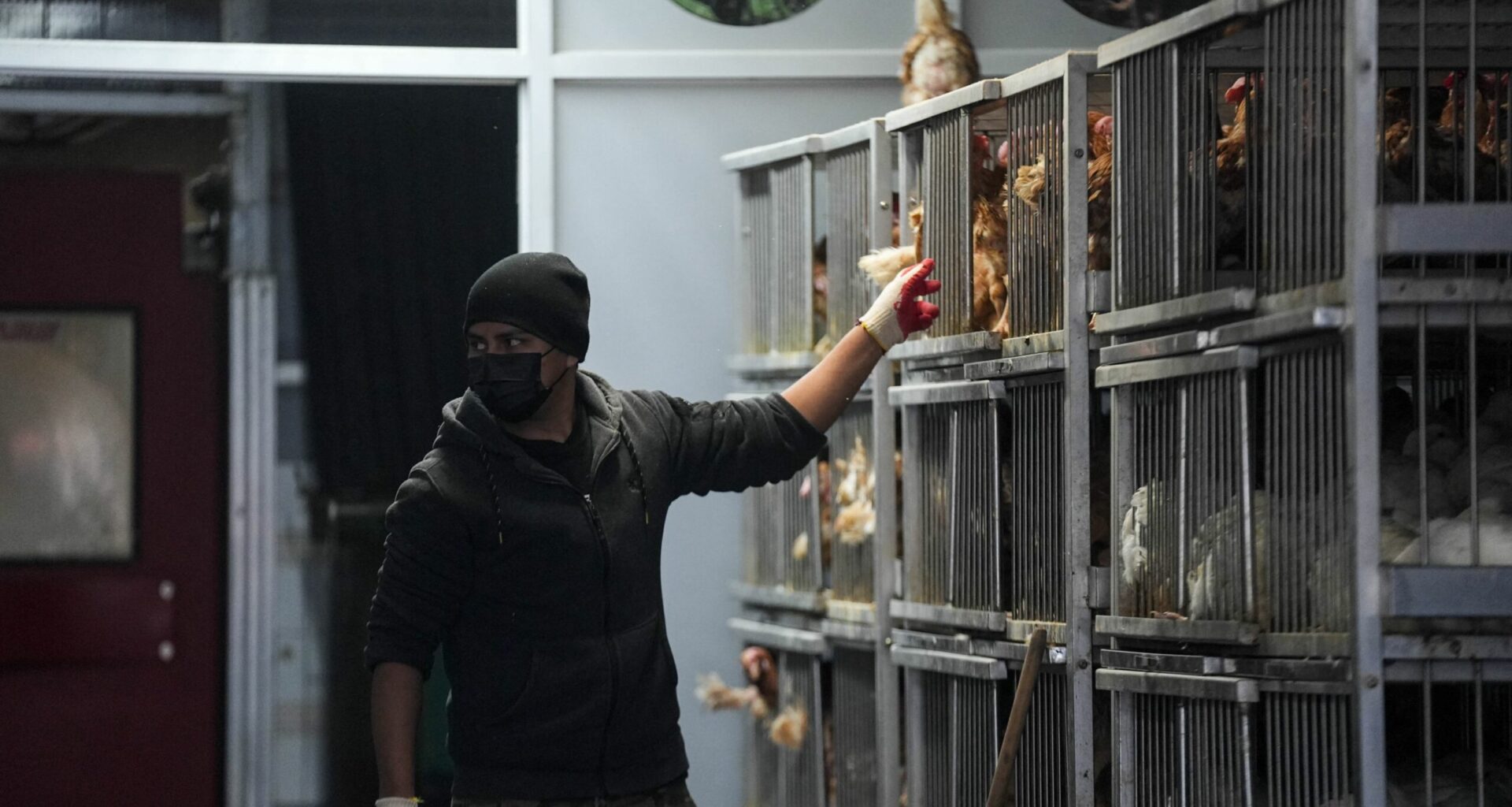 Virusul gripei aviare ar putea provoca o pandemie mai gravă decât COVID dacă suferă mutații