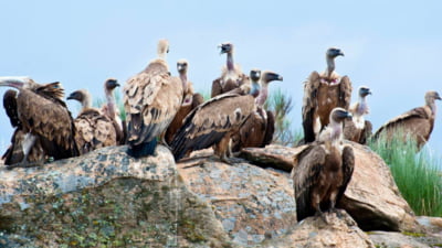 O specie dispărută revine după 70 de ani în România. Mai multe exemplare vor fi aduse din Spania și vor fi aclimatizate la noi în țară